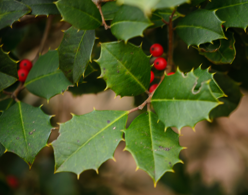 Holly, taken with new lens