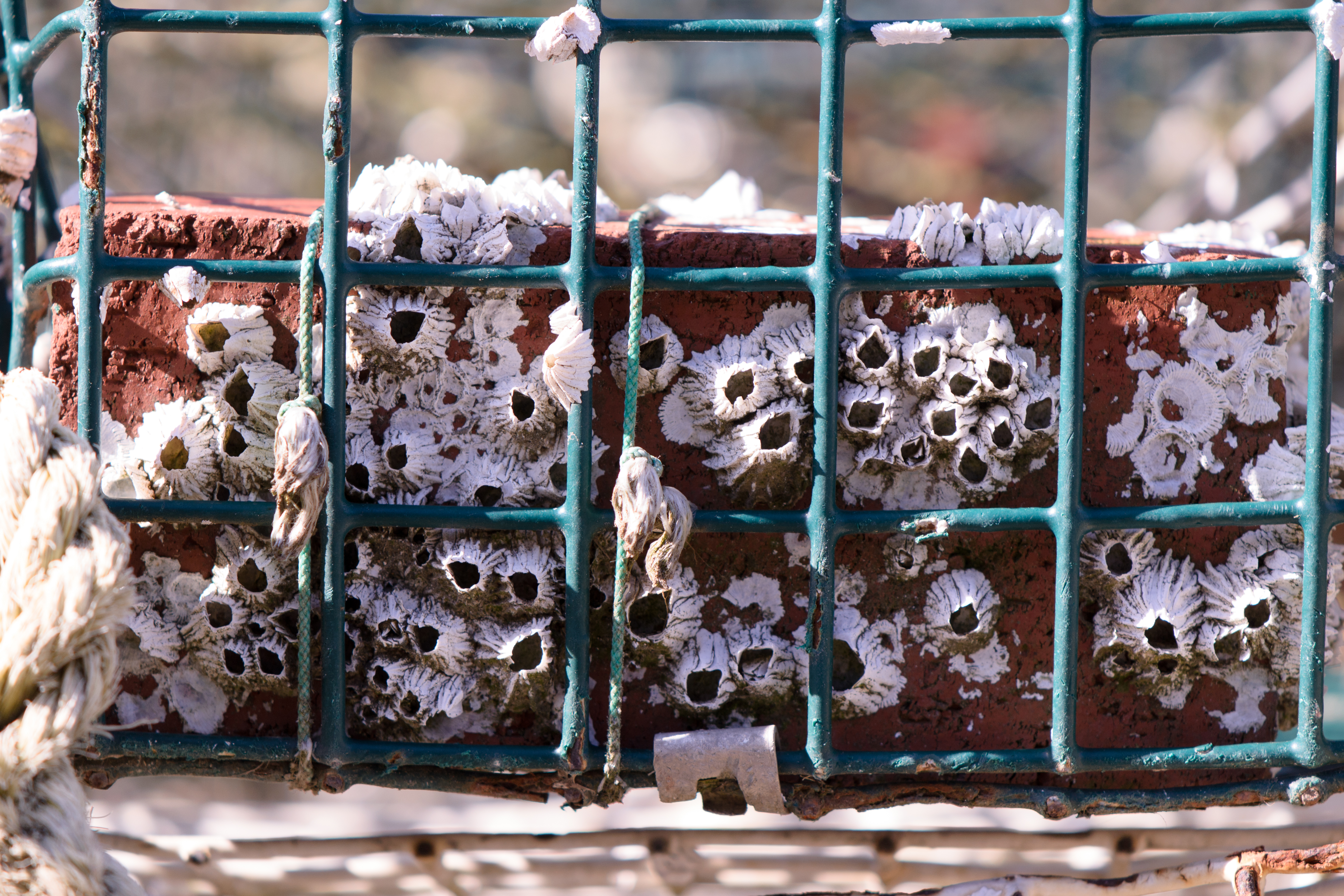 Barnacles