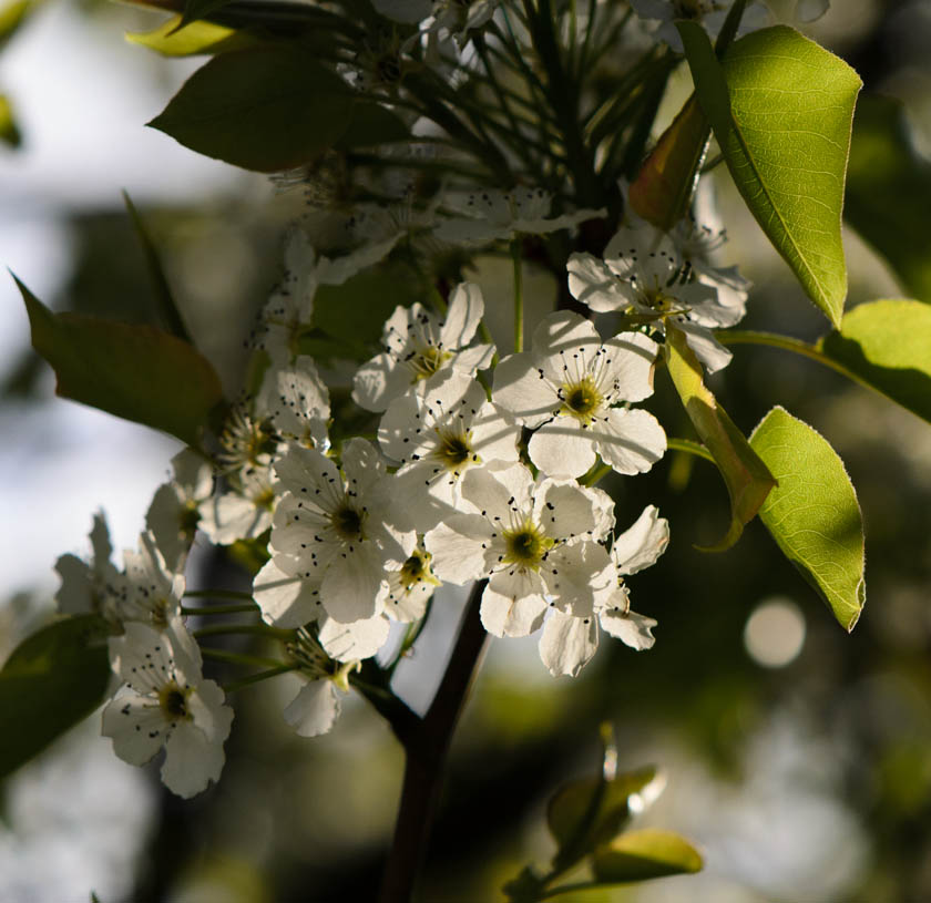 Leafy Pear Blossoms