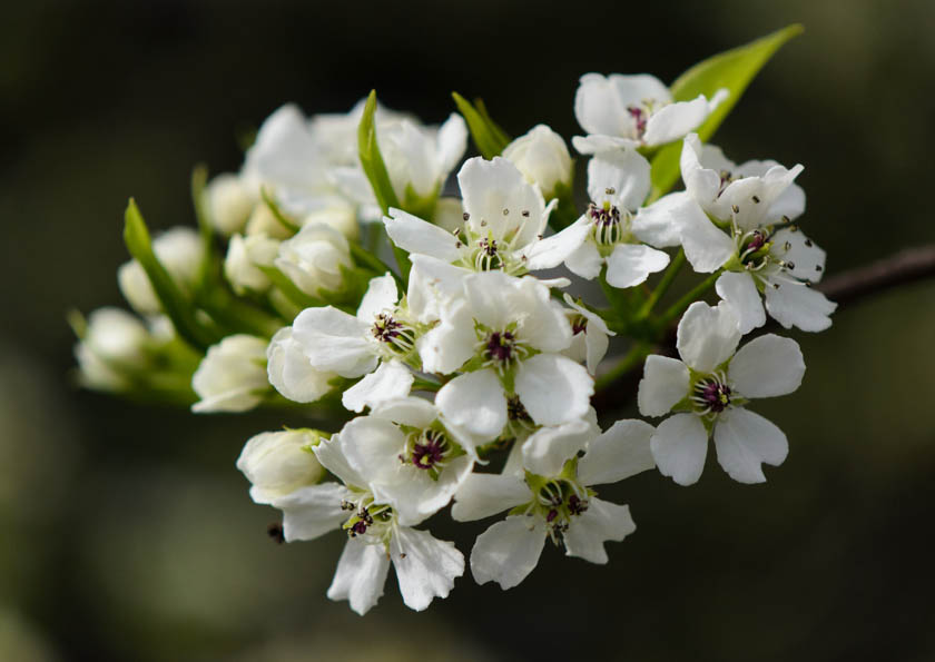 Pear Tree Blossom 3 Spring 2013