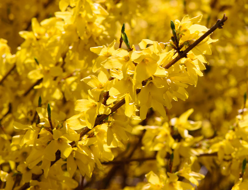 Forsythia Blossom Spring 2013