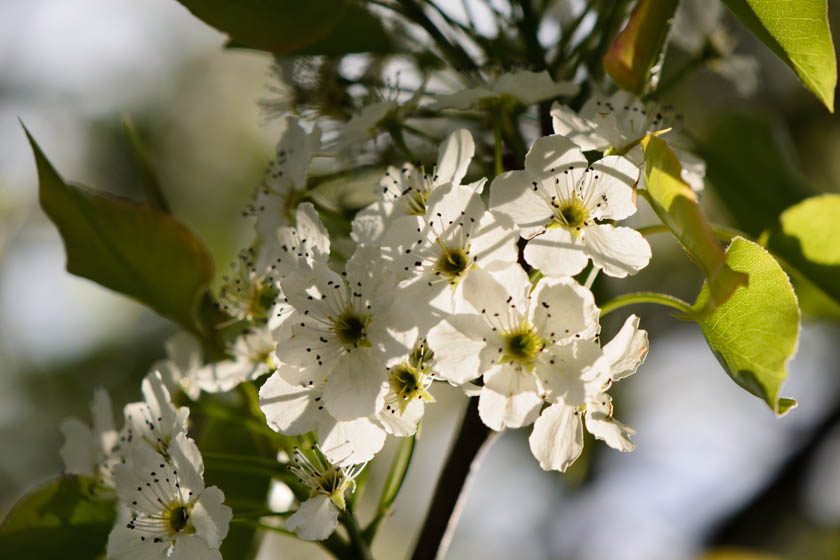 Leafy Pear Blossoms 2