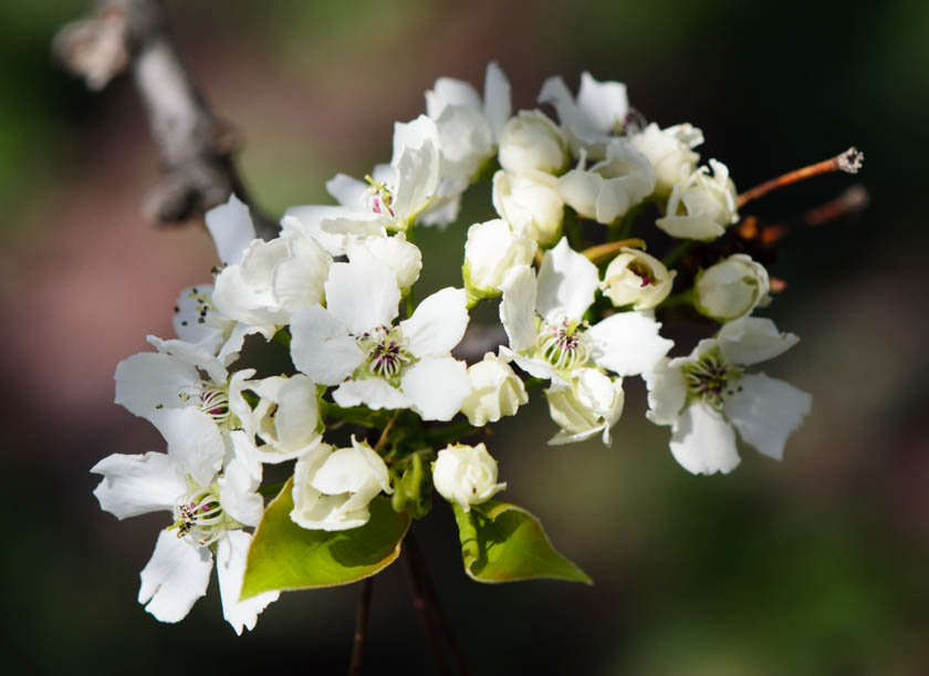 Pear Tree Blossom 2 Spring 2013