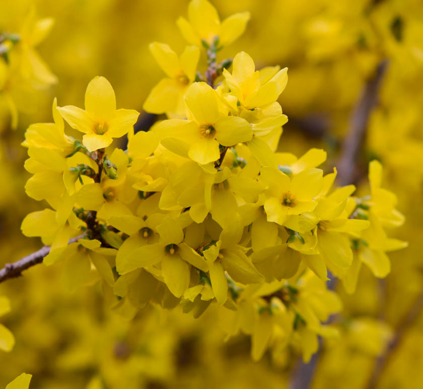 Forsythia 2 Spring 2013