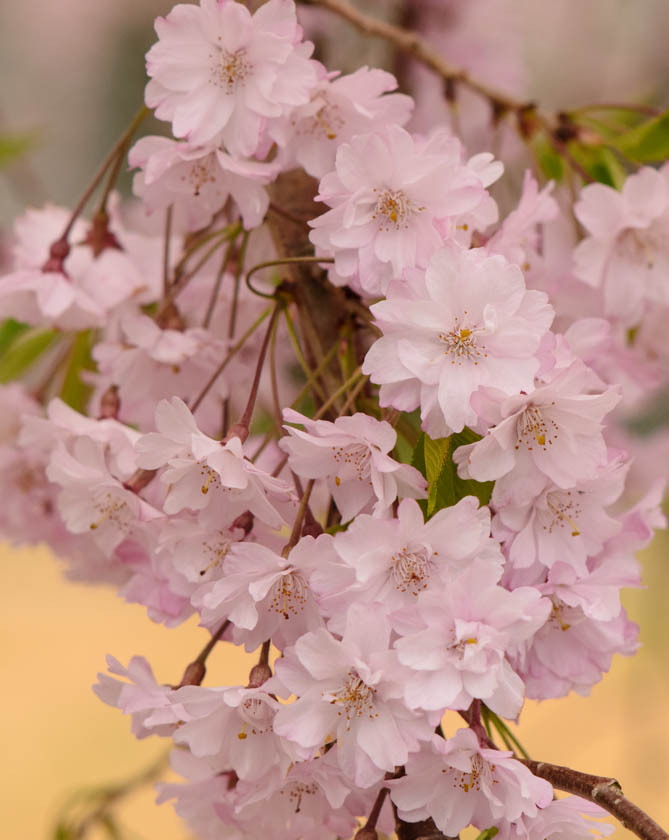 Pink Spring Blossoms