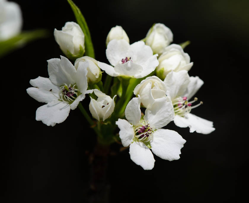 Pear Tree Blossom Spring 2013