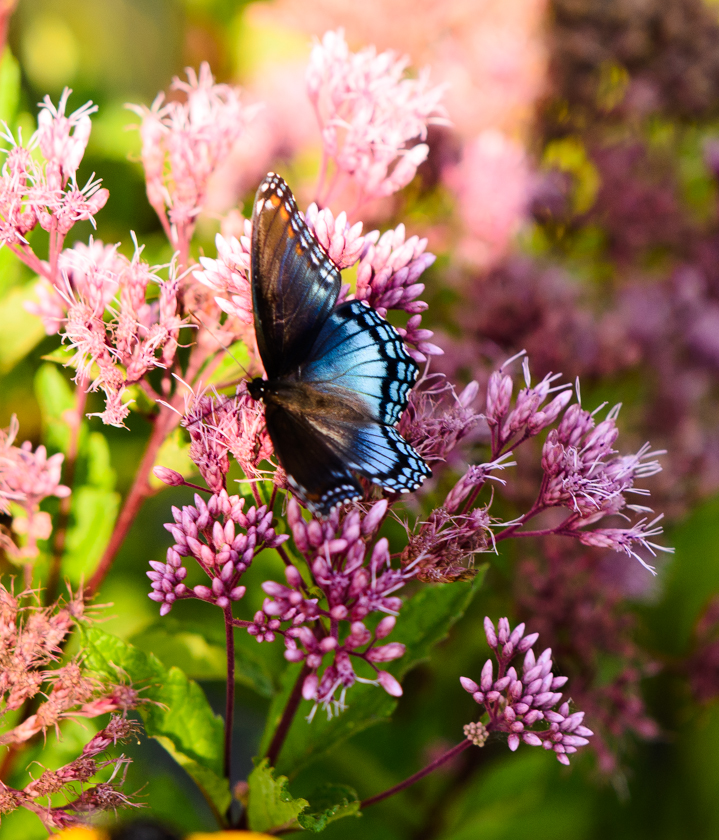 Butterfly at WIldflower Preserve